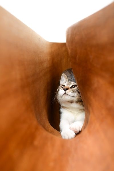 猫「一番ふっくらなハードおしえろ」 [無断転載禁止]©2ch.net YouTube動画>6本 ->画像>565枚 