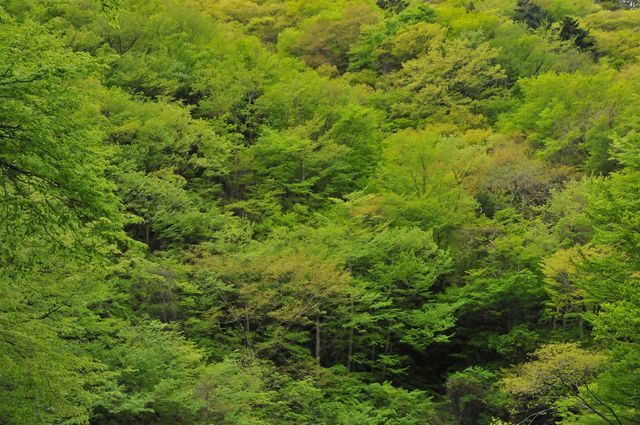 秩父に行ったら「メープル」を味わおう!川下りはそのあとだ。