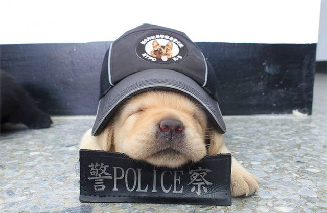 台湾の平和を守るために、ゆる〜く頑張る子犬たち
