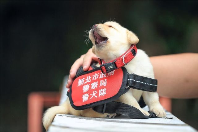 台湾の平和を守るために、ゆる〜く頑張る子犬たち