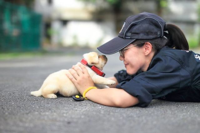台湾の平和を守るために、ゆる〜く頑張る子犬たち
