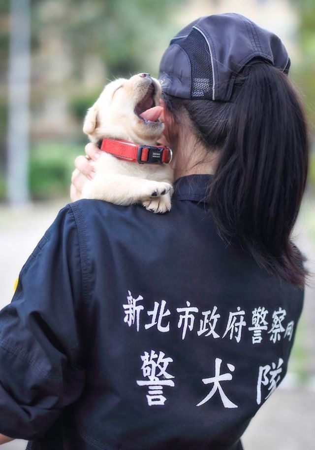 台湾の平和を守るために、ゆる〜く頑張る子犬たち