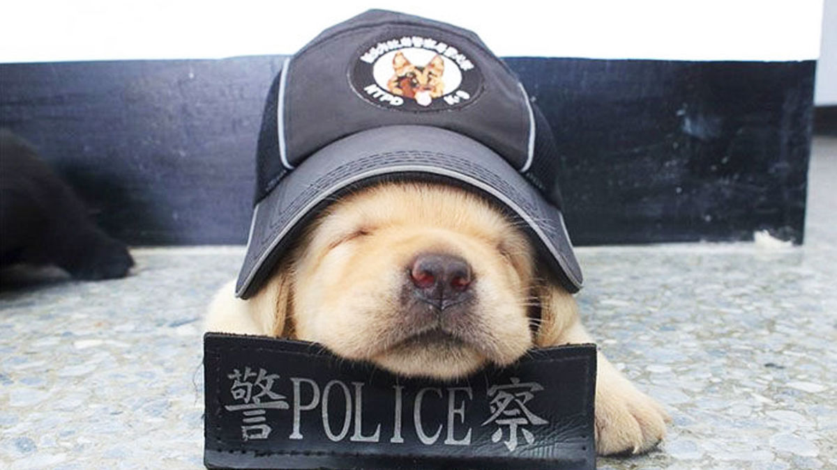 台湾の平和を守るために、ゆる〜く頑張る子犬たち