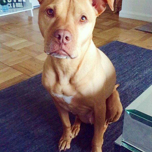闘犬と子猫。意外なでこぼこコンビはいつでも一緒