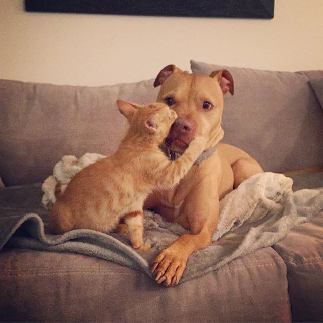 闘犬と子猫。意外なでこぼこコンビはいつでも一緒