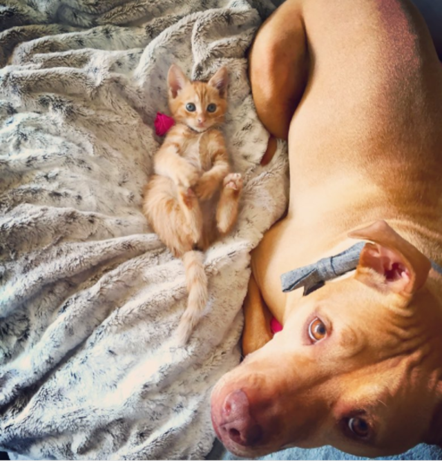 闘犬と子猫。意外なでこぼこコンビはいつでも一緒