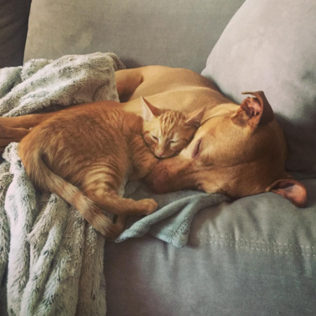 闘犬と子猫。意外なでこぼこコンビはいつでも一緒