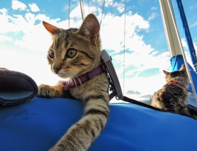 2匹の捨て猫を拾い、翌日から一緒に旅へ出た