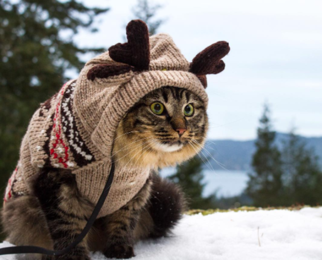 2匹の捨て猫を拾い、翌日から一緒に旅へ出た