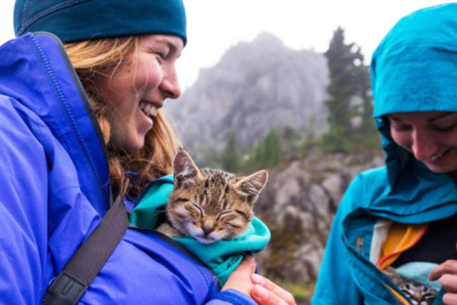 2匹の捨て猫を拾い、翌日から一緒に旅へ出た