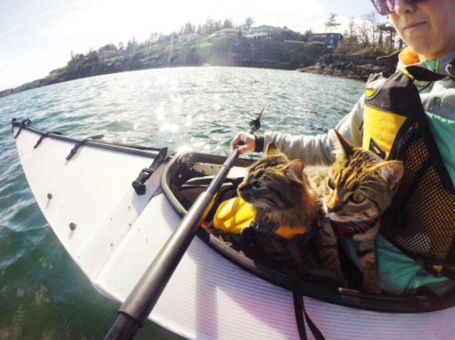 2匹の捨て猫を拾い、翌日から一緒に旅へ出た