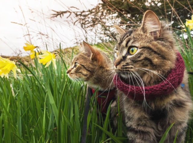 2匹の捨て猫を拾い、翌日から一緒に旅へ出た
