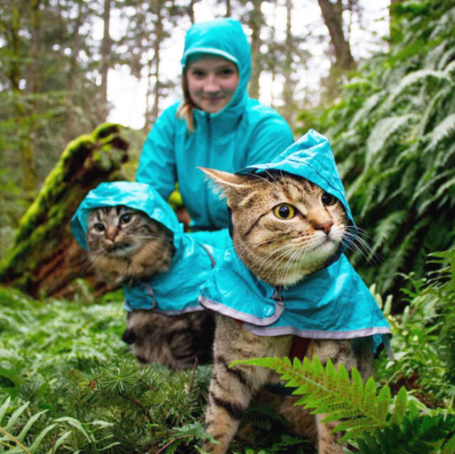 2匹の捨て猫を拾い、翌日から一緒に旅へ出た