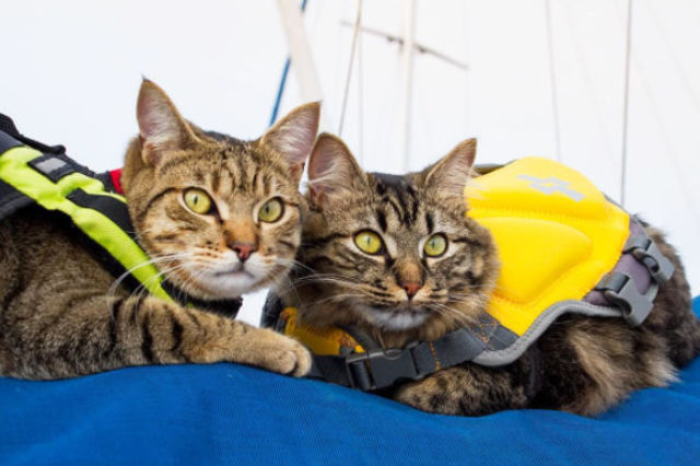 2匹の捨て猫を拾い、翌日から一緒に旅へ出た
