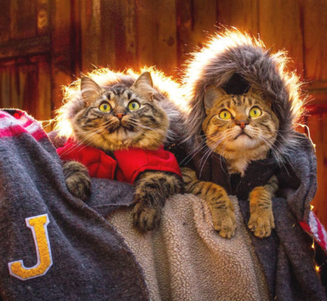 2匹の捨て猫を拾い、翌日から一緒に旅へ出た