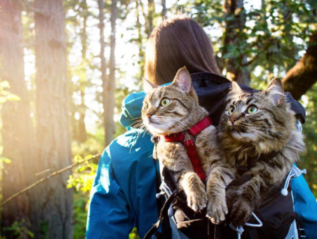 2匹の捨て猫を拾い、翌日から一緒に旅へ出た