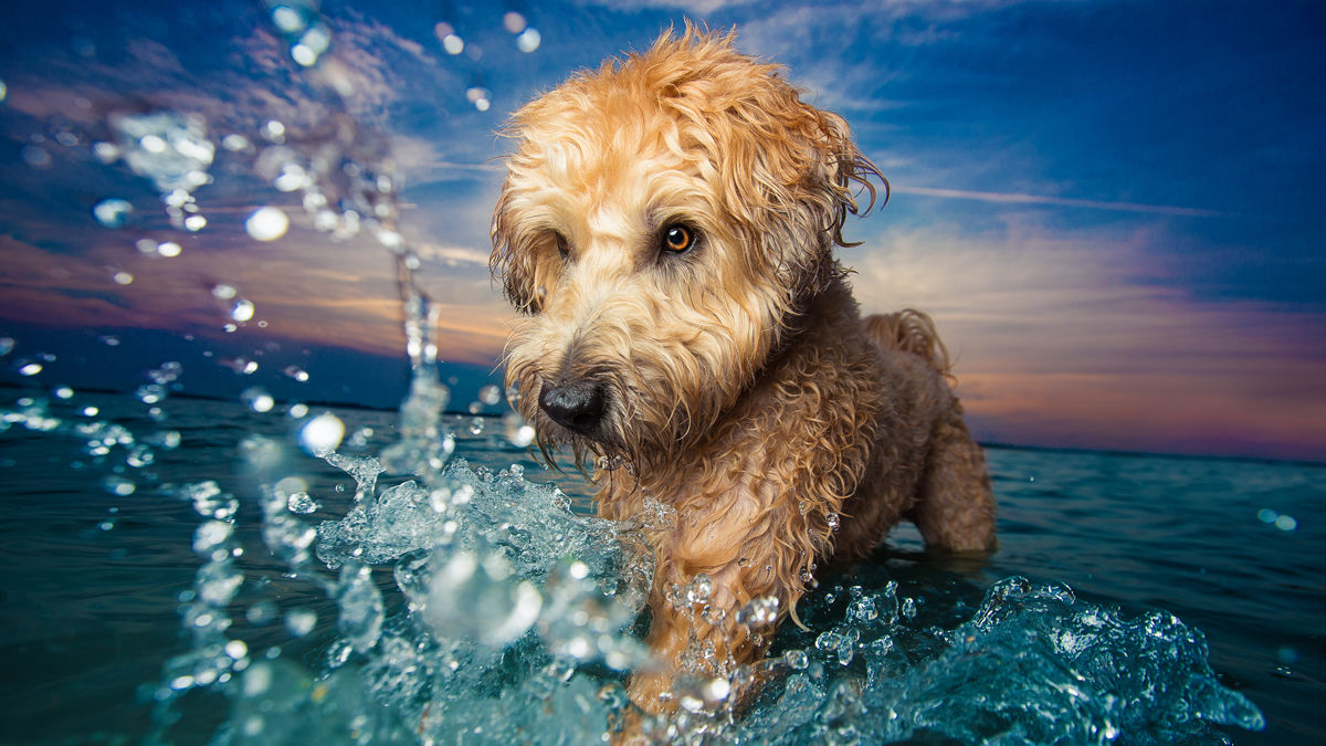 世界最古のケネルクラブ「ドッグフォト・オブ・ザ・イヤー2017」を発表