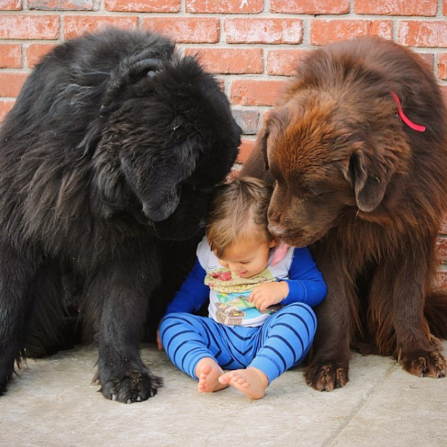 超大型犬による「子守り」の様子をどうぞ。