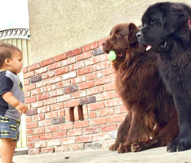 超大型犬による「子守り」の様子をどうぞ。