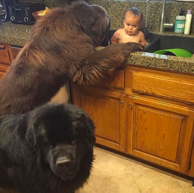 超大型犬による「子守り」の様子をどうぞ。