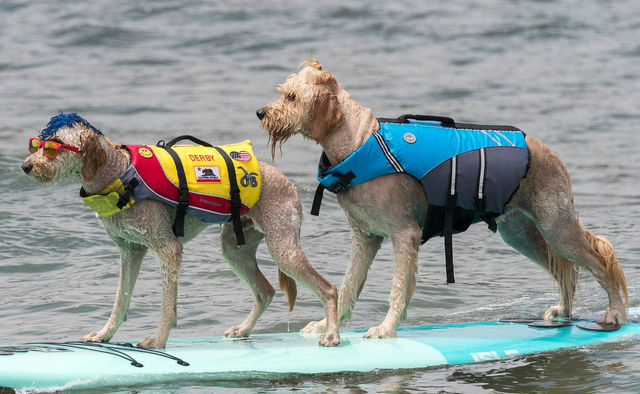 「波乗り犬」のための世界大会。