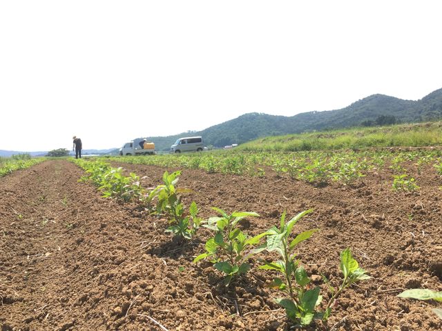 震災後の大地と、一緒に生きていくための「藍」