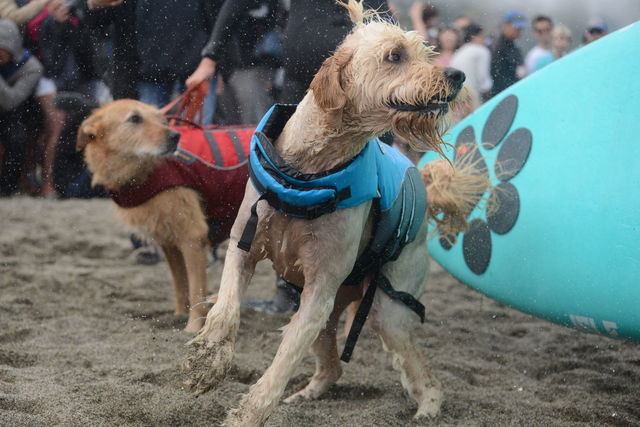 「波乗り犬」のための世界大会。
