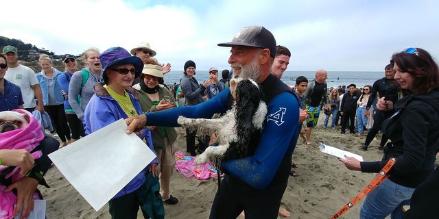 「波乗り犬」のための世界大会。