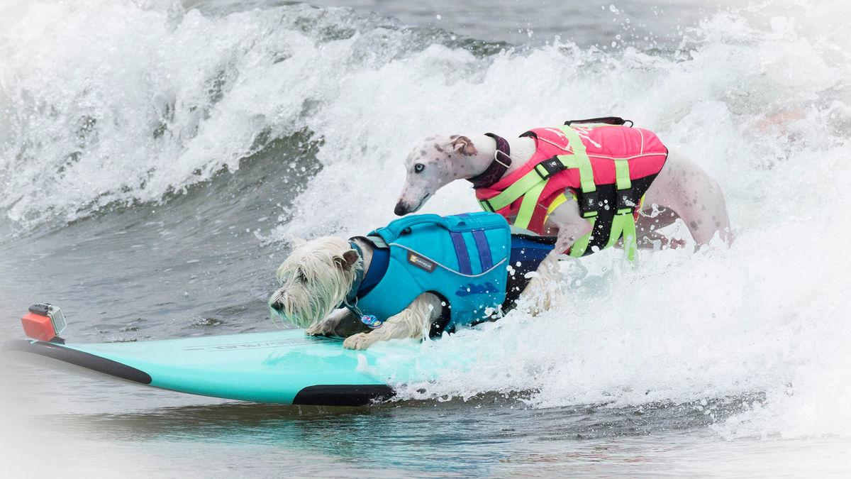 犬のためのサーフィン大会 アメリカ カリフォルニア Tabi Labo