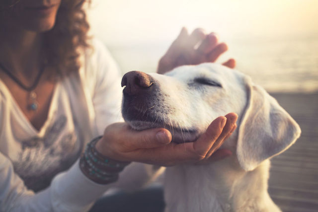 「犬のいない人生なんて無意味だ」という人のキモチ。