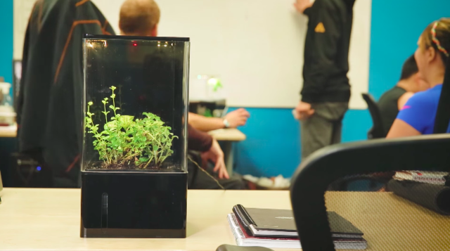 育てた植物に「空気をキレイ」にしてもらおう!