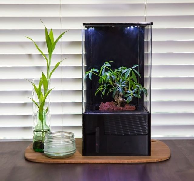 育てた植物に「空気をキレイ」にしてもらおう!