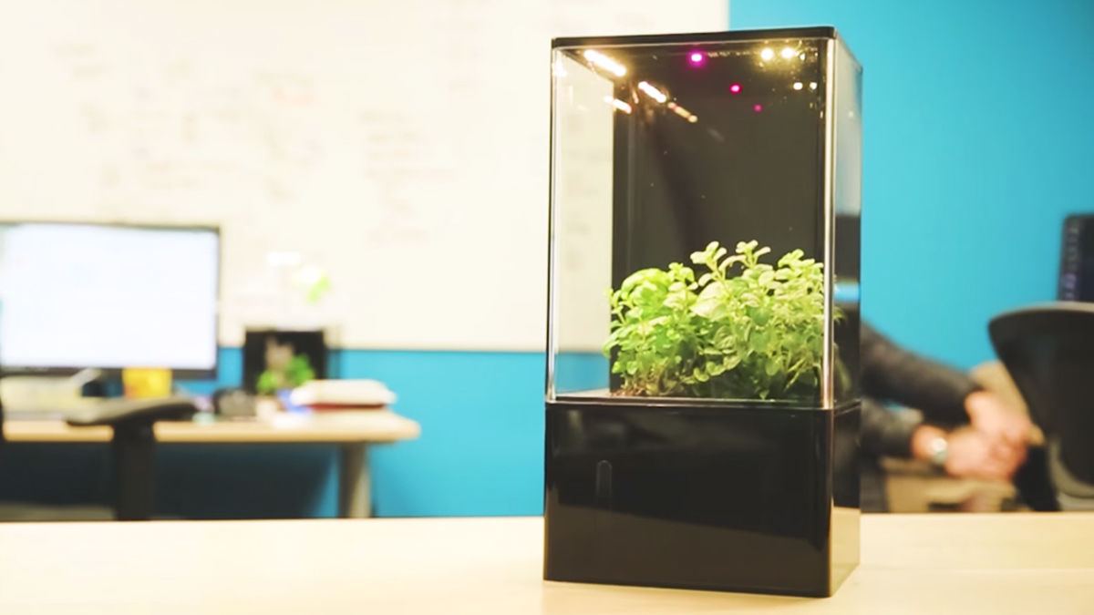 育てた植物に「空気をキレイ」にしてもらおう!