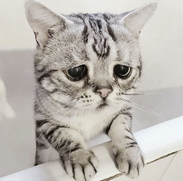 世界一「ザンネンな表情」の猫にファン14万人