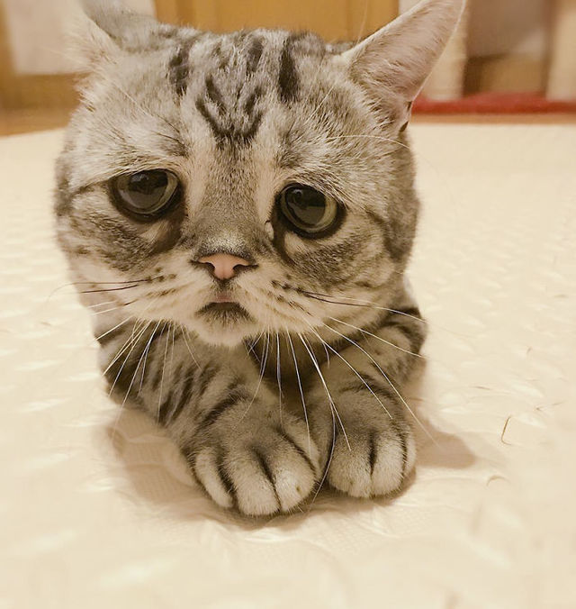 世界一「ザンネンな表情」の猫にファン14万人