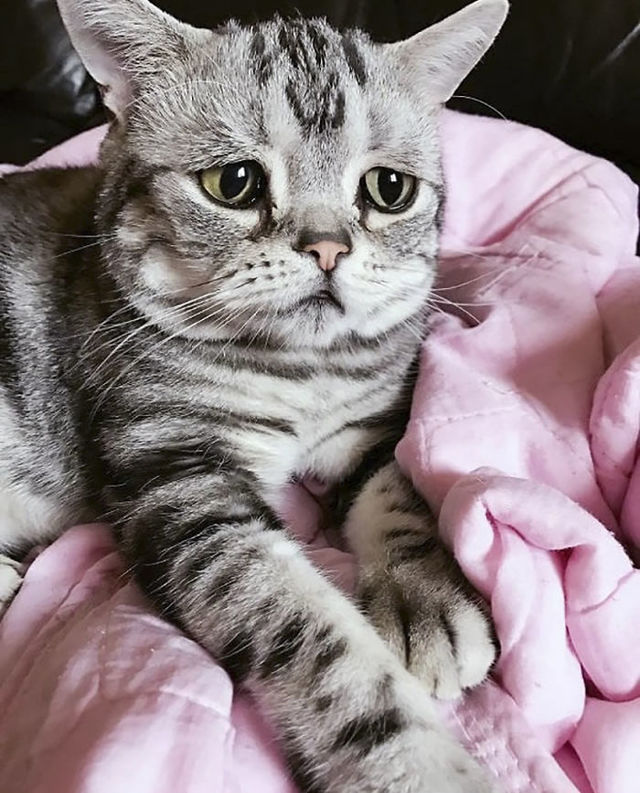 世界一「ザンネンな表情」の猫にファン14万人