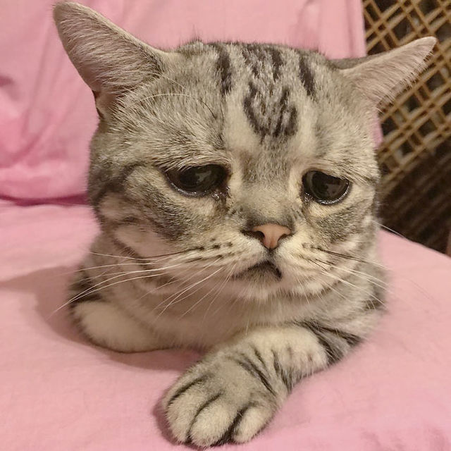 世界一「ザンネンな表情」の猫にファン14万人