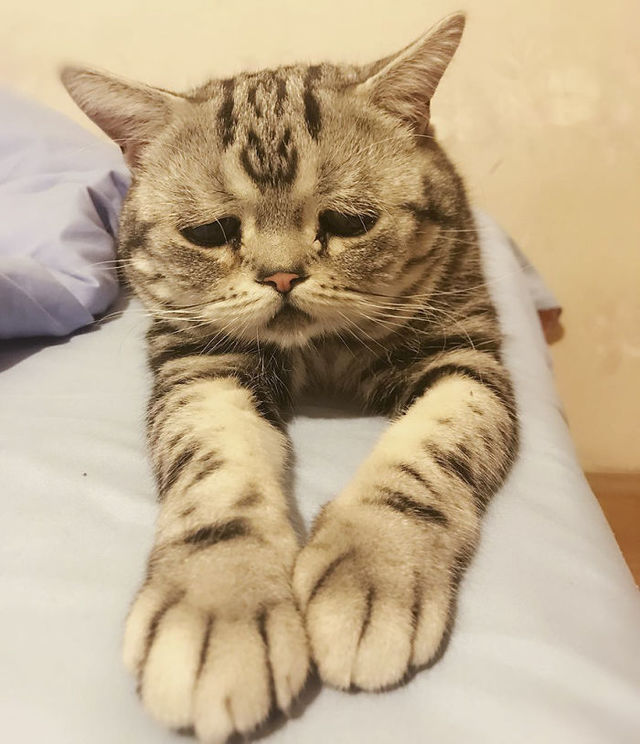 世界一「ザンネンな表情」の猫にファン14万人
