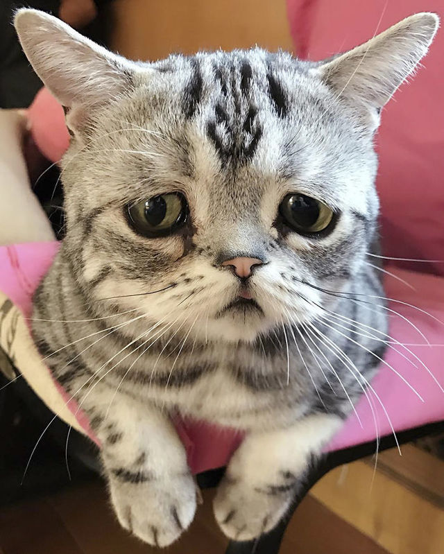 世界一「ザンネンな表情」の猫にファン14万人