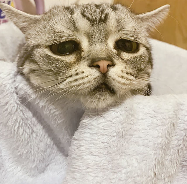 世界一「ザンネンな表情」の猫にファン14万人