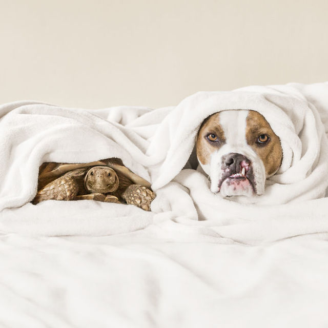 世界一写真映えする「犬と亀のツーショット」
