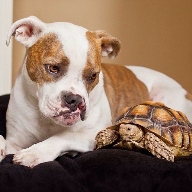 世界一写真映えする「犬と亀のツーショット」
