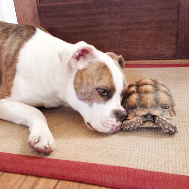 世界一写真映えする「犬と亀のツーショット」