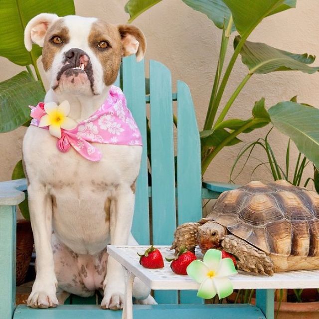 世界一写真映えする「犬と亀のツーショット」