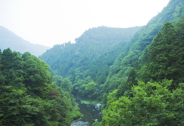 神主ラッパーに学ぶ。日本人が知っておくべき「森の創り方」