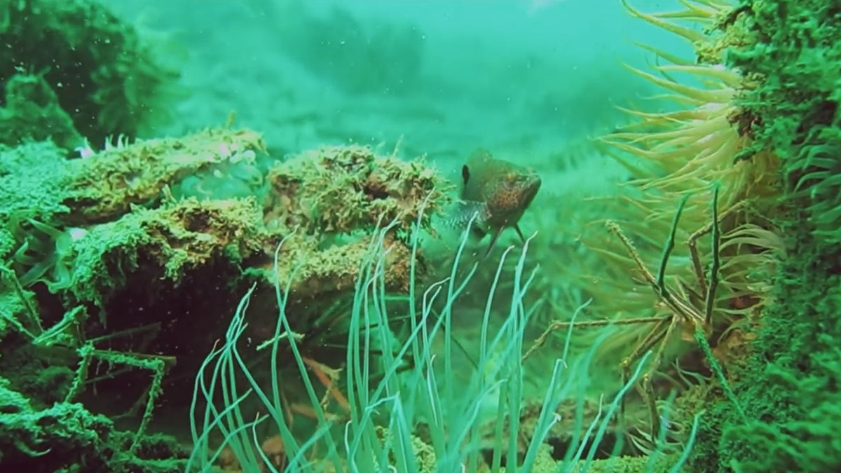 メキシコ湾に広がる 氷河期に存在した 海底に沈む森 Tabi Labo