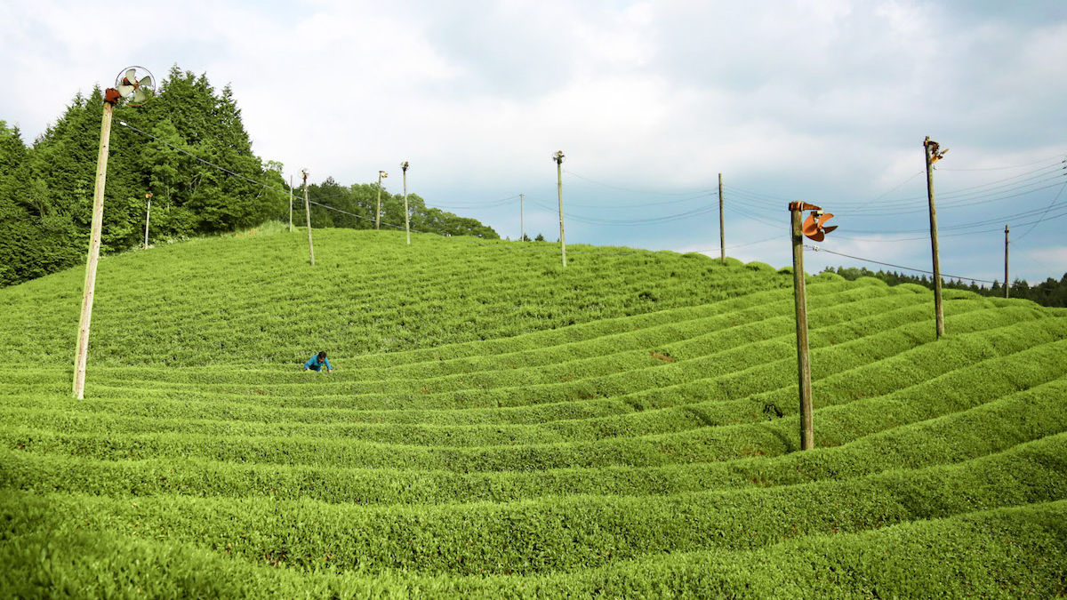 東京での経験を「自然農園」で活かす。遅すぎることなんてない!