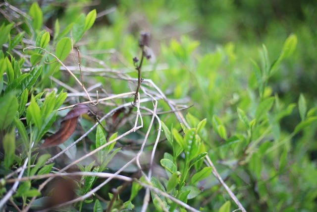 チャレンジできる時代に、「茶畑」から日本を変える。
