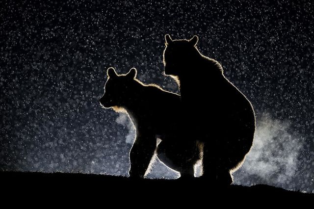 野生動物たちの「コメディな瞬間」を激写。