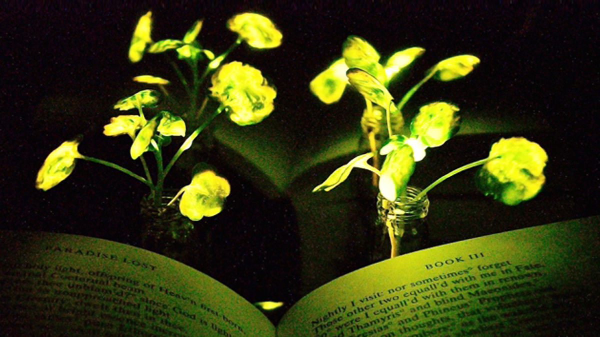 照明にとって代わる「光る植物」をMITが開発。 | TABI LABO